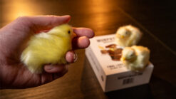 Alternative view of THE FINAL LOAD (Baby Chicks) by Murphy's Magic